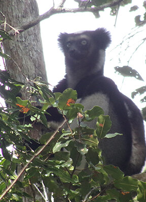 What it's all about: protecting lemurs like this Critically Endangered Indri (Indri indri)