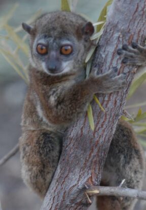 Northern Sportive Lemur