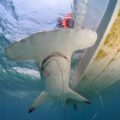 Hammerhead shark capture