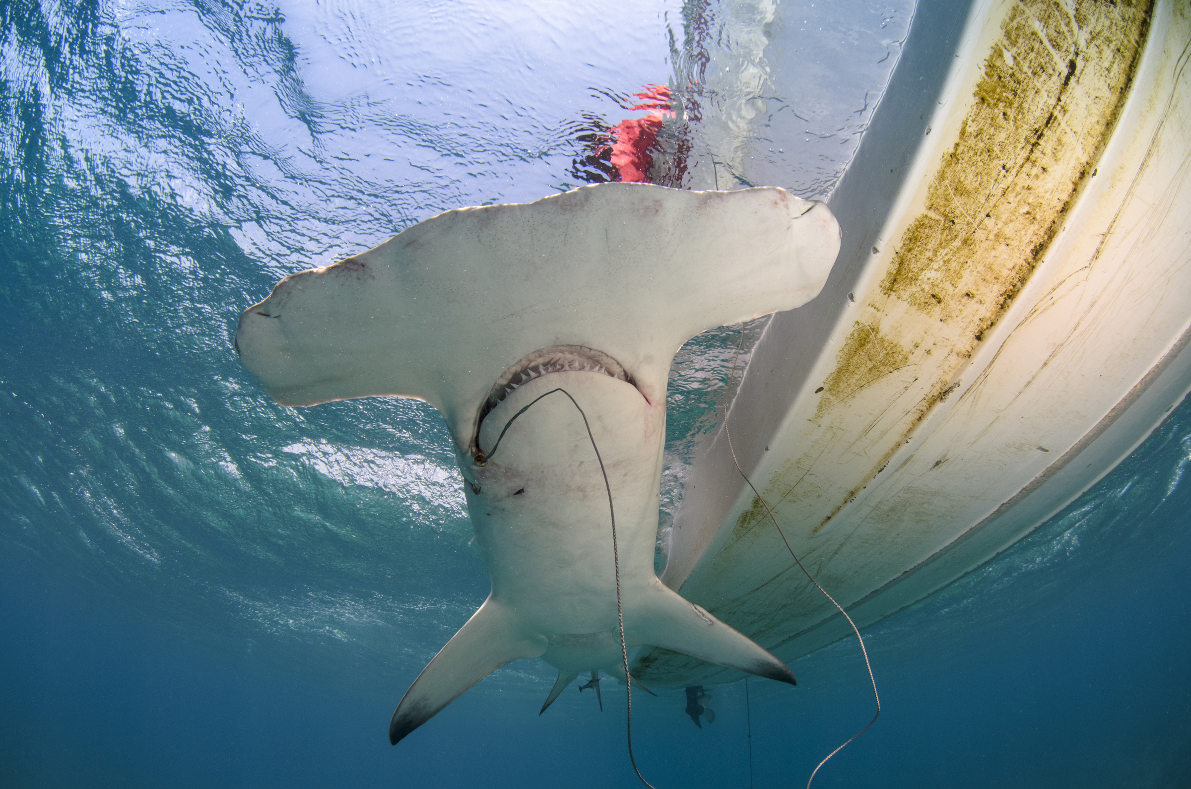 Hammerhead shark capture