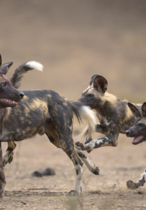 African Wild Dogs are another species that will benefit from SOS African Wildlife Initiative to reduce habitat loss through human activity