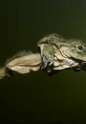 Titicaca Water Frog (CR) Telmatobius culeus