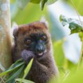  Greater bamboo lemur