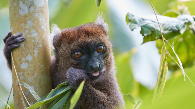  Greater bamboo lemur