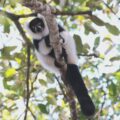 Southern Bamboo Lemur