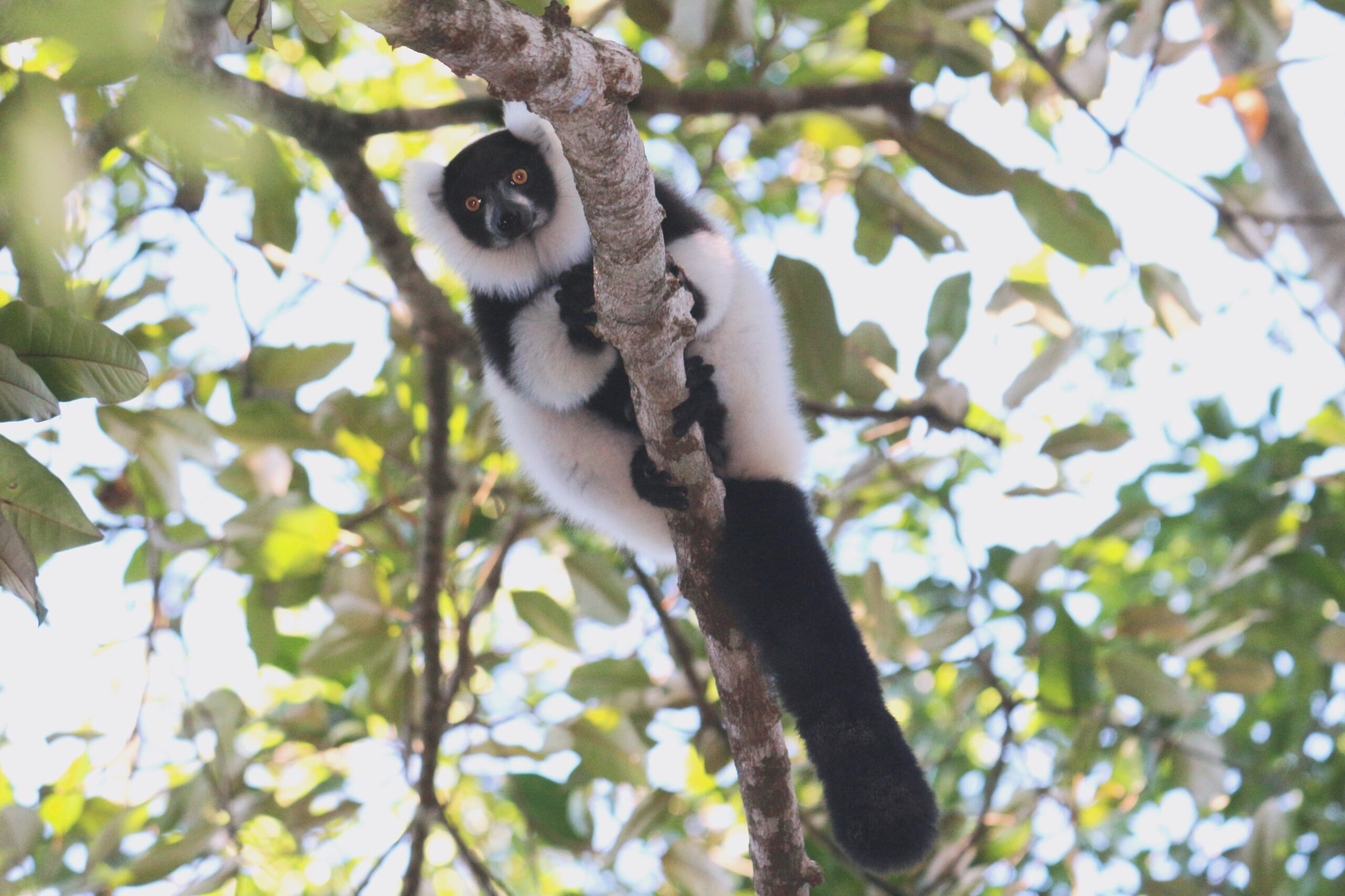 Southern Bamboo Lemur