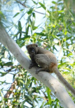 Greater bamboo lemur has a funny reaction