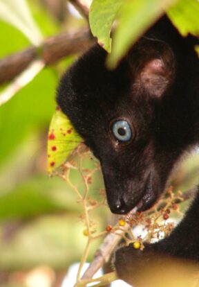 Blue-eyed Black lemur