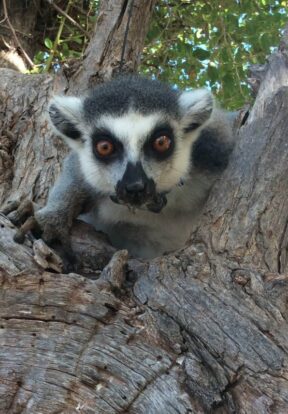 Collared Ring-tailed Lemur in tree