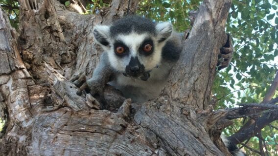 Collared Ring-tailed Lemur in tree