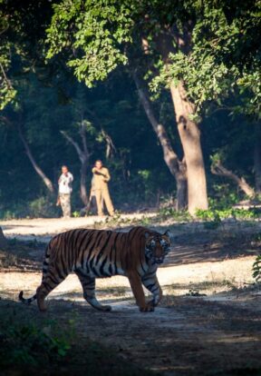 Tigers and humans in closer contact than ever before