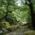 Forest habitat on the Masoala Peninsula