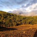 Forest in Madagascar