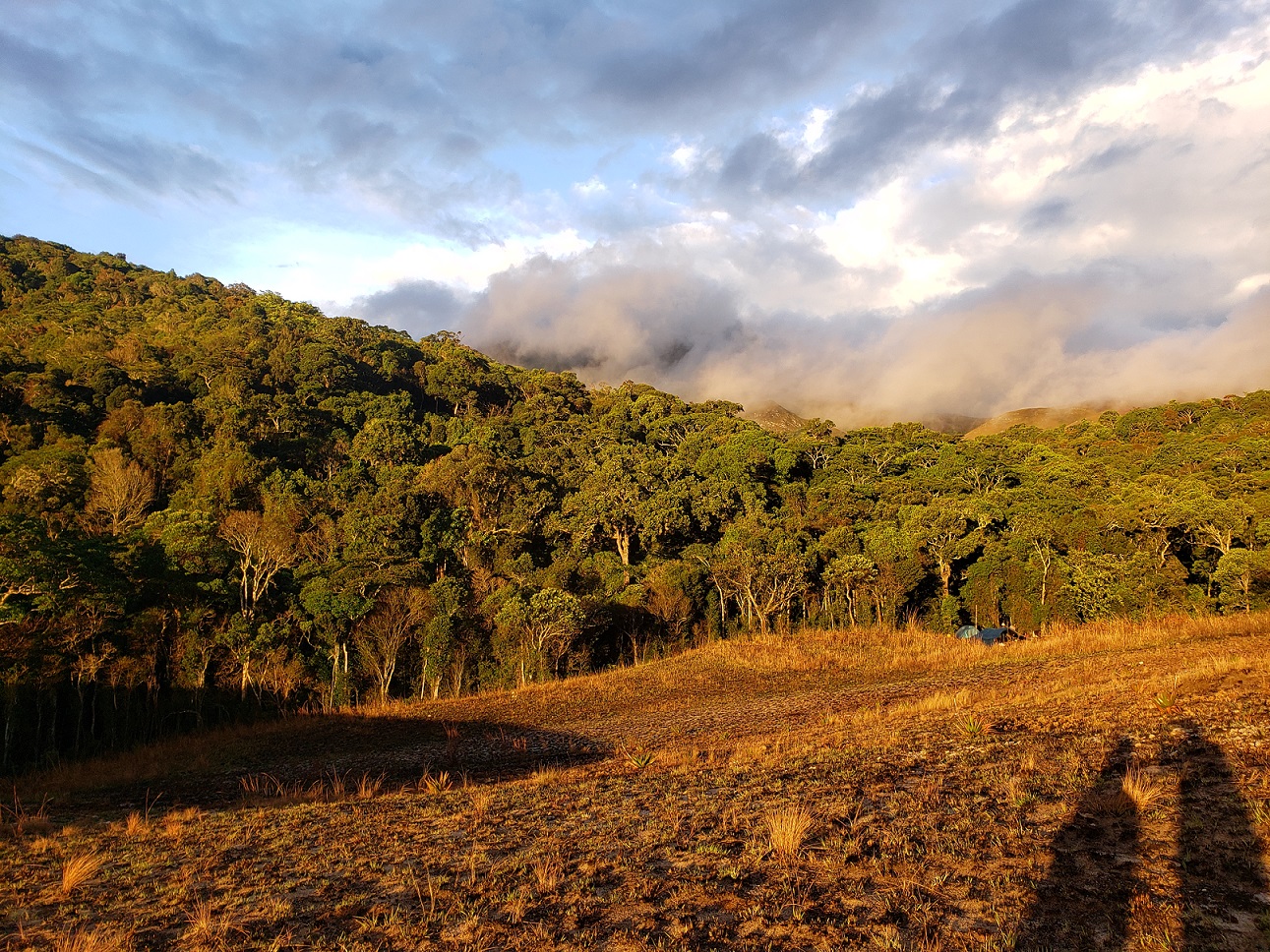 Forest in Madagascar