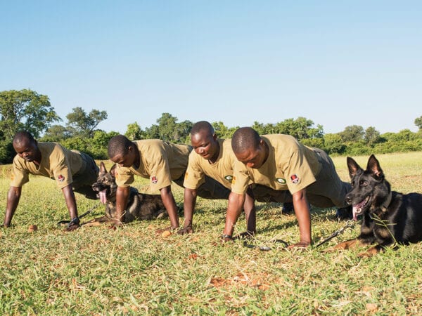 Expanding the Detection and Tracking Dog Unit in Lower Zambezi 2 K9 Unit Exercising together