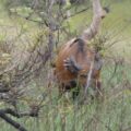 Confirming the Presence of Lions in the Lesio-Louna Reserve