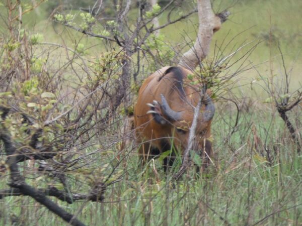 Confirming the Presence of Lions in the Lesio-Louna Reserve