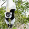 Black-and-White Ruffed Lemur in Madagascar