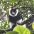 Black-and-White Ruffed Lemur in the wild