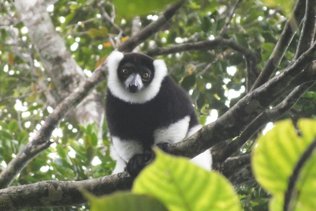 Black-and-White Ruffed Lemur in the wild