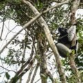 Indri in Madagascar