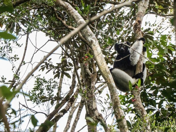 Indri in Madagascar