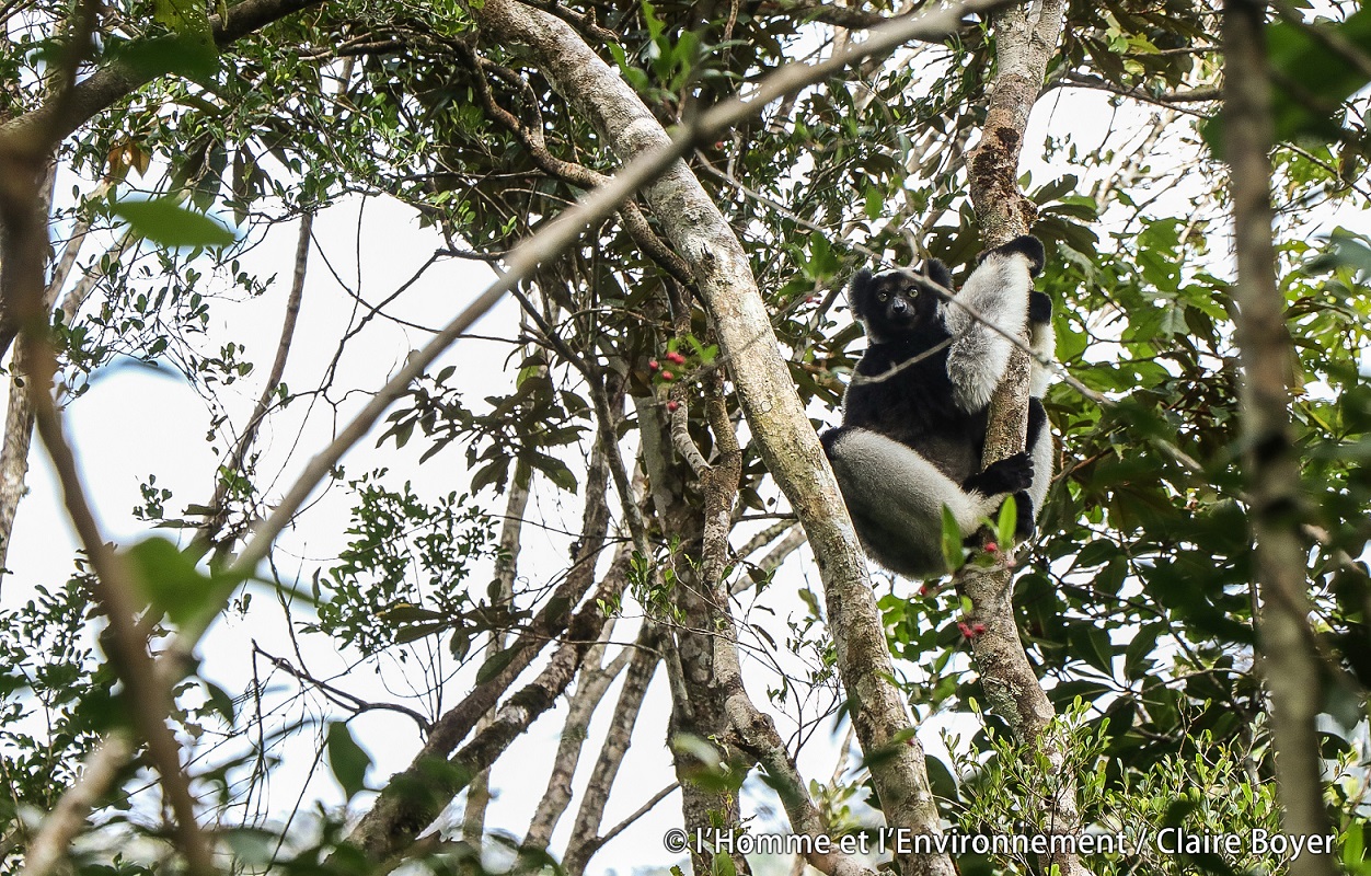 Securing Critically Endangered Lemurs at Vohimana Reserve 2 Indri in Madagascar