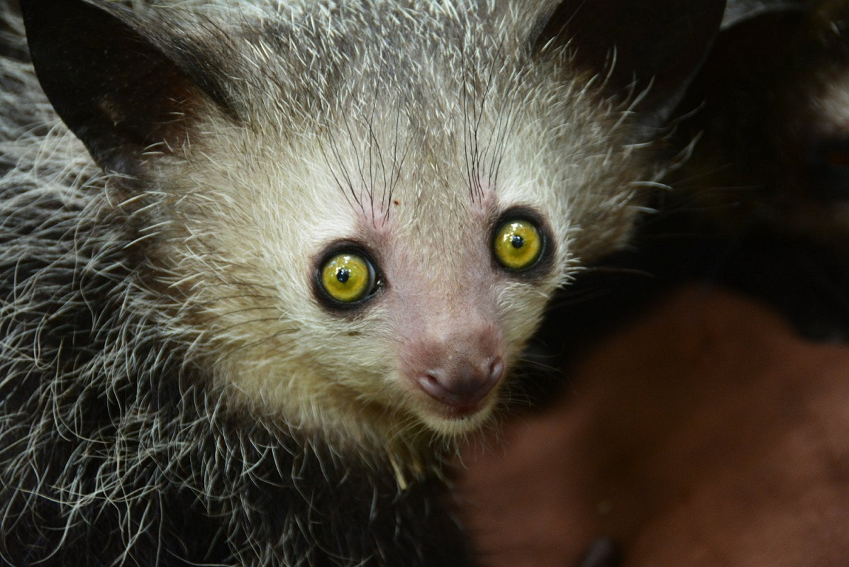 Aye-aye in the Torotorofotsy region