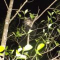 Aye-aye in the wild