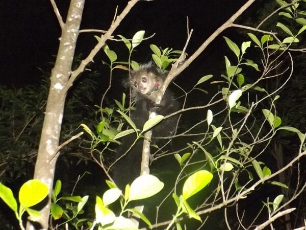 Aye-aye in the wild