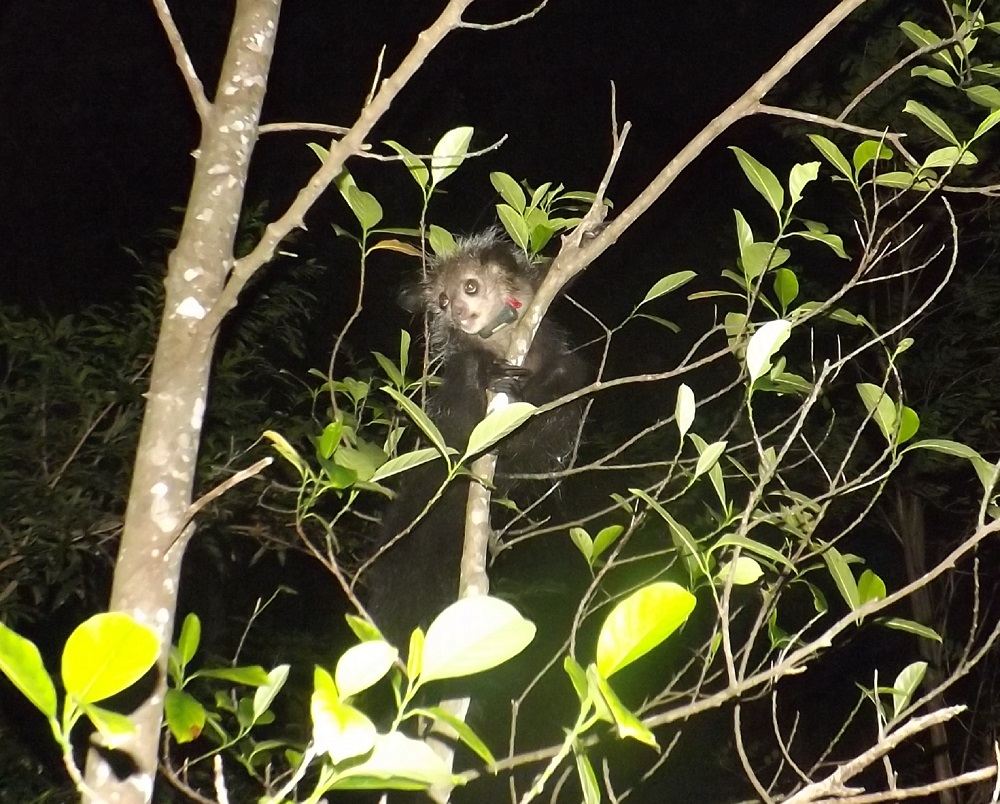 Improving Lemur Conservation in Madagascar Biology Diagrams