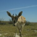 Goitered Gazelles in the wild