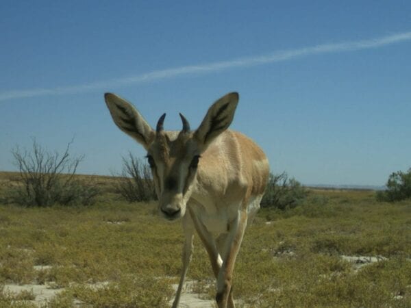 Goitered Gazelles in the wild