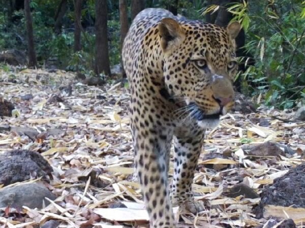 Leopard in the wild