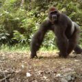 Gorilla caught by a camera trap