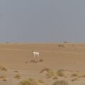 Lone Addax in Niger