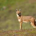 Lone Ethiopian Wolf