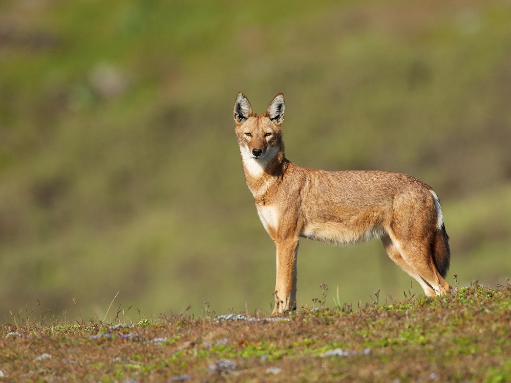 Lone Ethiopian Wolf