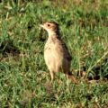 Liben Lark on the grasslands of the Liben Plain