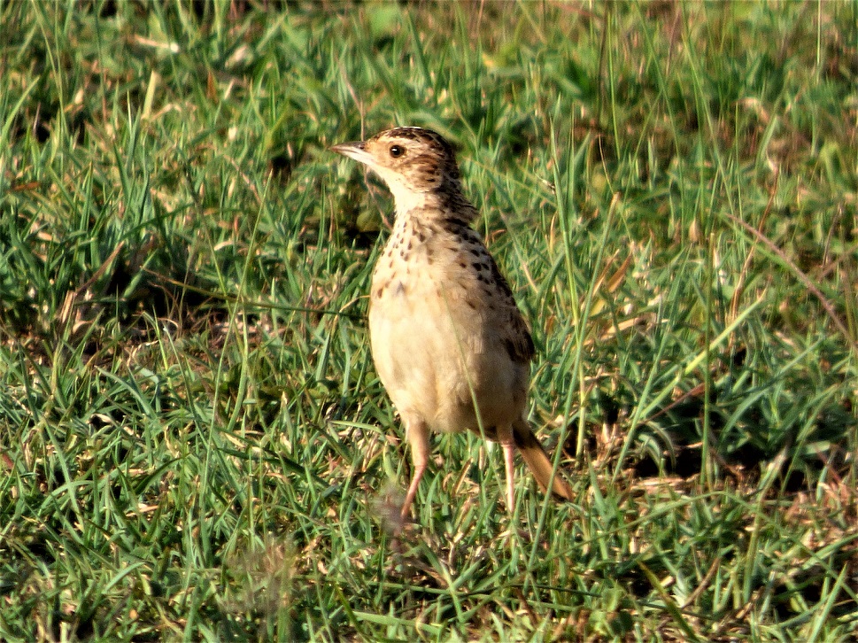 Preventing the Liben Lark’s Extinction 2 Liben Lark on the grasslands of the Liben Plain