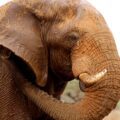 African Elephant in Namibia