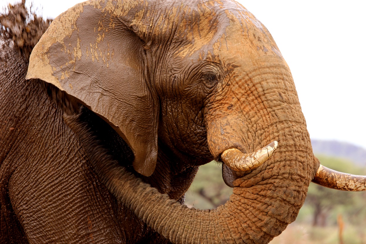 African Elephant in Namibia