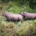 Two Black Rhinoceroses in Rwanda