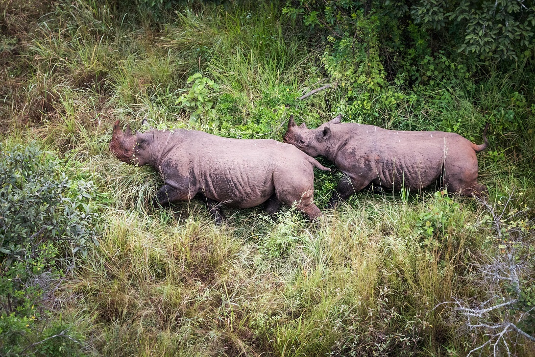 Two Black Rhinoceroses in Rwanda