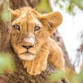 African Lion Cub in Chad