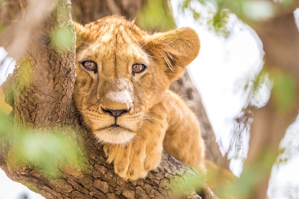 Softening the Impact of COVID-19 in the Greater Zakouma Ecosystem 2 African Lion Cub in Chad