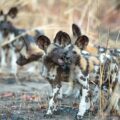 Pack of African Wild Dogs playing