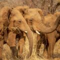 Three elephants in Zimbabwe