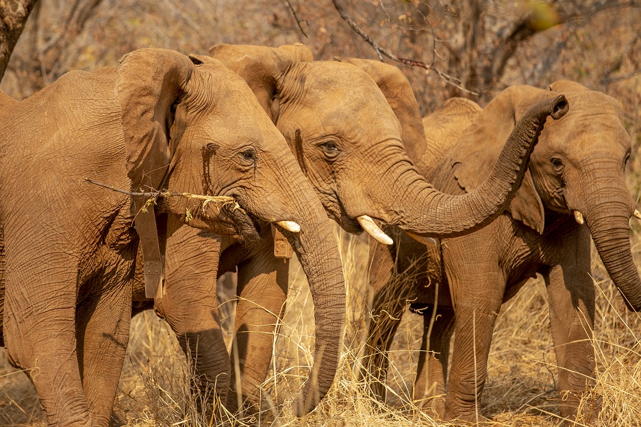 Three elephants in Zimbabwe