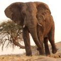 Muddy African Elephant in Zimbabwe